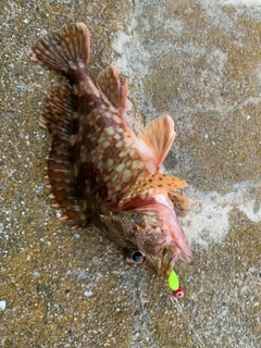 カサゴの釣果