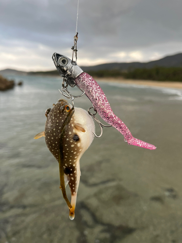 クサフグの釣果