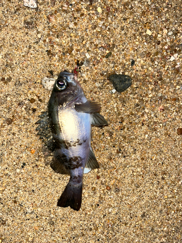 アオメバルの釣果