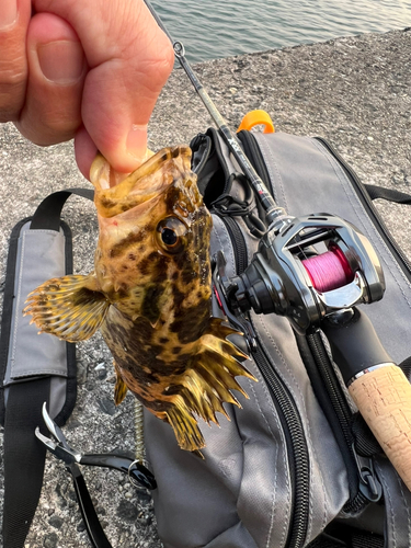 タケノコメバルの釣果