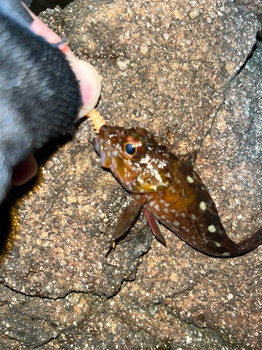 ガシラの釣果