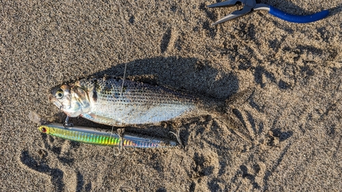 コノシロの釣果