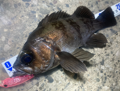 メバルの釣果