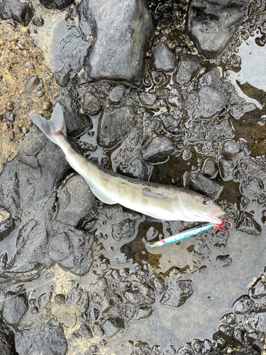 ホッケの釣果