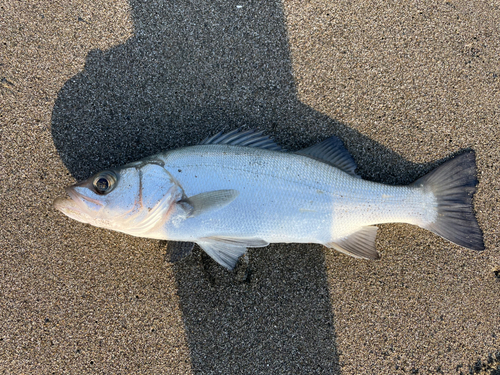 ヒラスズキの釣果