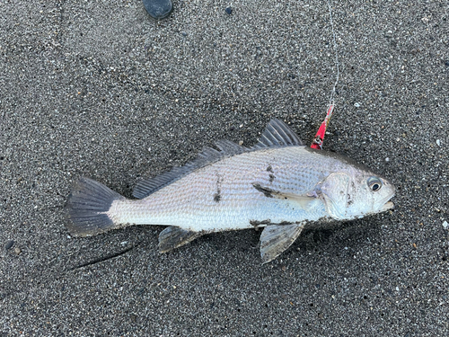 イシモチの釣果