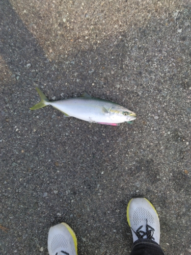 イナダの釣果