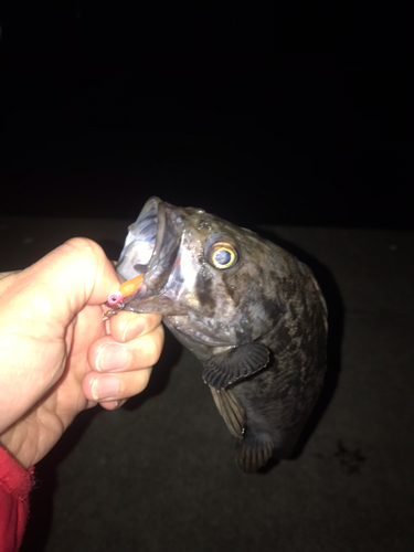 クロソイの釣果