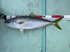 メジロの釣果