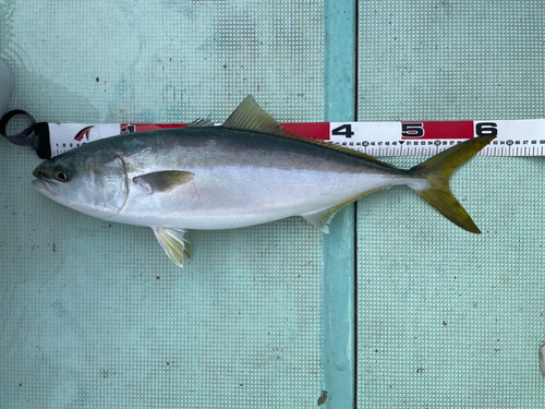 メジロの釣果