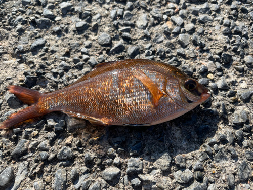 ウミタナゴの釣果