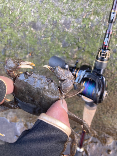 カニの釣果