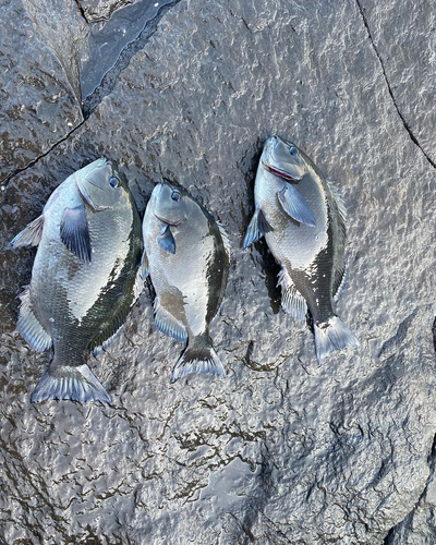 メジナの釣果