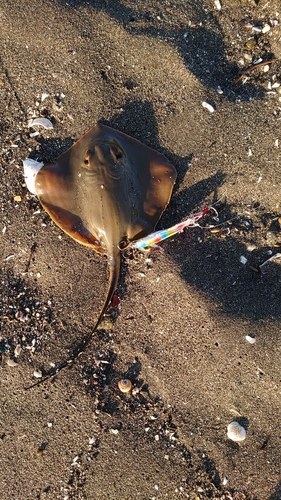 シタビラメの釣果