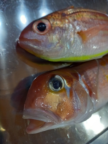 アマダイの釣果