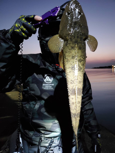 マゴチの釣果