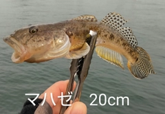 マハゼの釣果