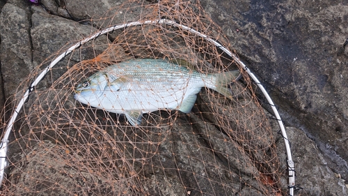 イスズミの釣果