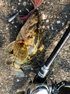 タケノコメバルの釣果