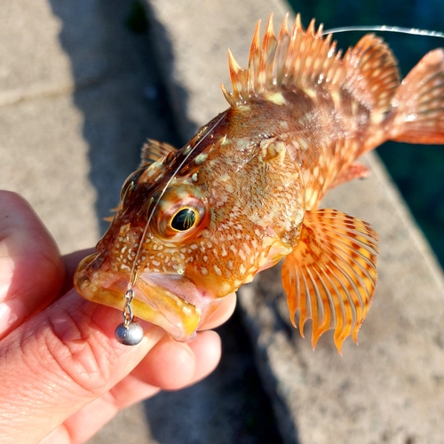 カサゴの釣果