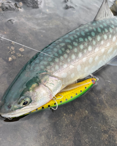 アメマスの釣果