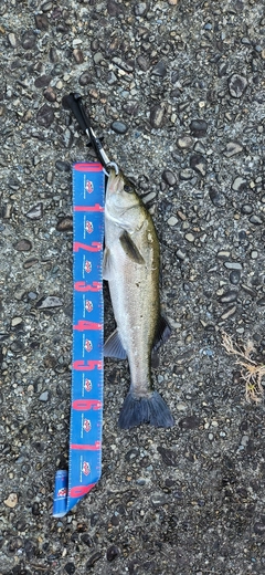 タイリクスズキの釣果