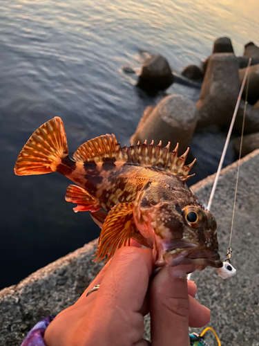 カサゴの釣果