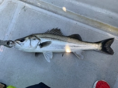 シーバスの釣果