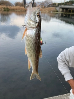 ニゴイの釣果