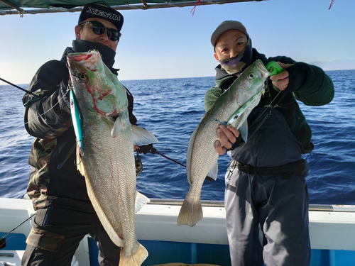 オオニベの釣果