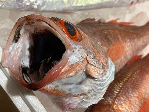 アカムツの釣果