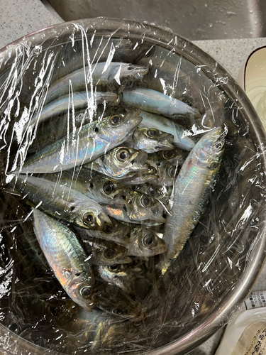 アジの釣果