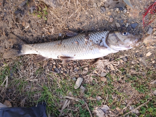 ニゴイの釣果