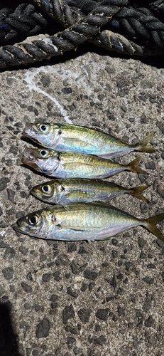 アジの釣果