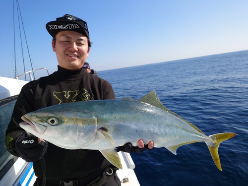 ブリの釣果