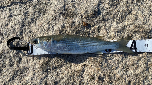 ボラの釣果