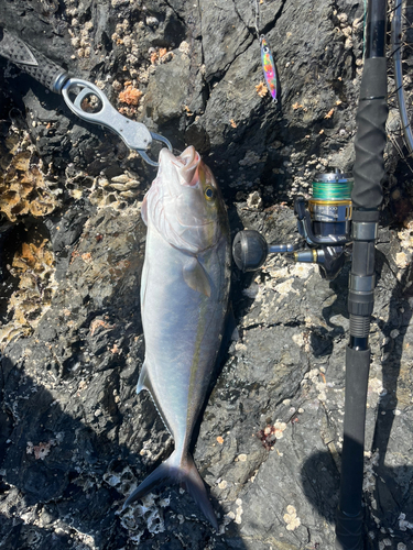 カンパチの釣果