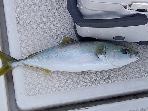 ツバスの釣果