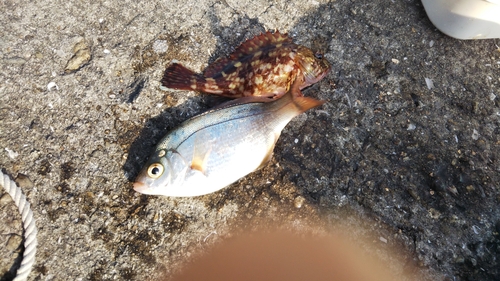 ウミタナゴの釣果