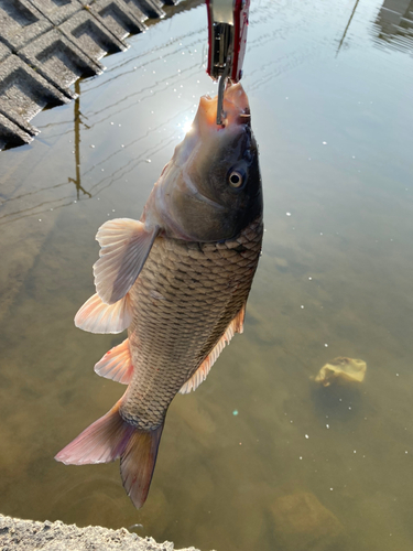 コイの釣果