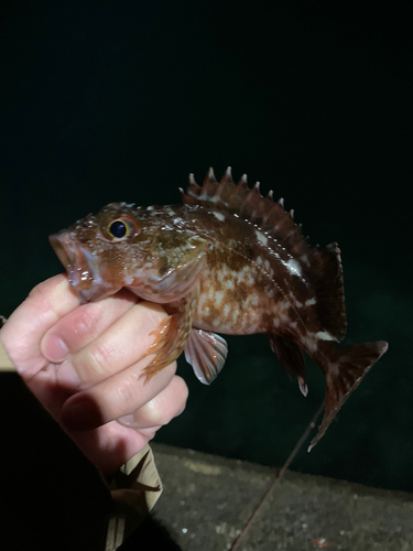 カサゴの釣果