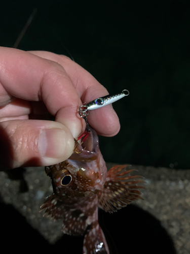 カサゴの釣果