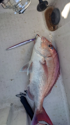 マダイの釣果