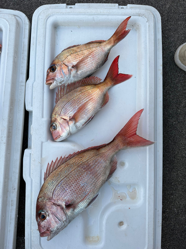 マダイの釣果