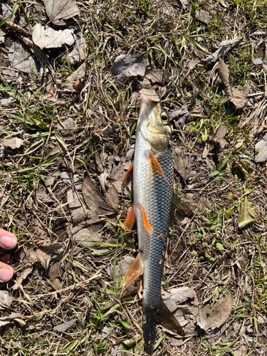 ニゴイの釣果