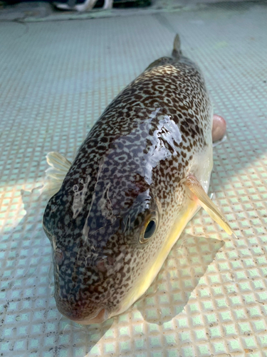 ショウサイフグの釣果