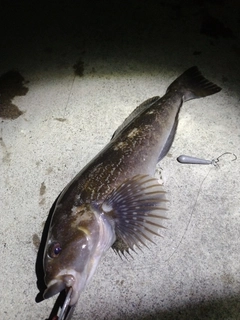 アイナメの釣果
