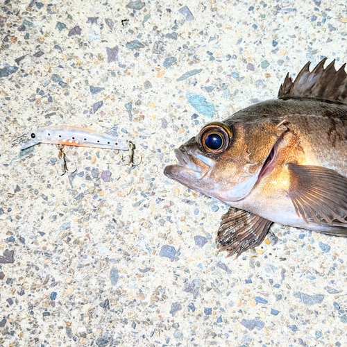 メバルの釣果