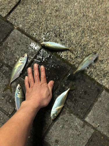 アジの釣果