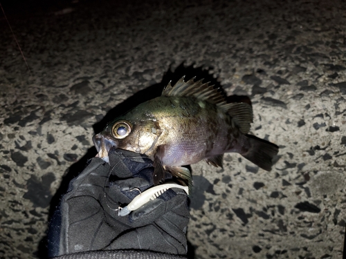 アオメバルの釣果